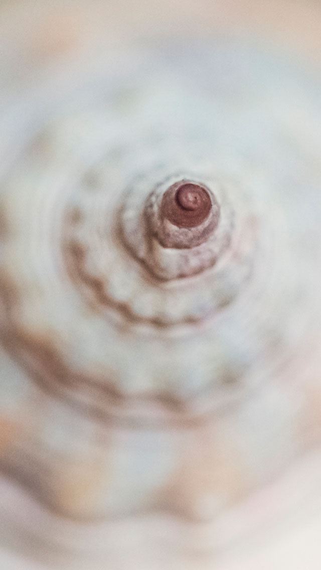 640x1136 Shell  - bokeh iPhone Wallpaper