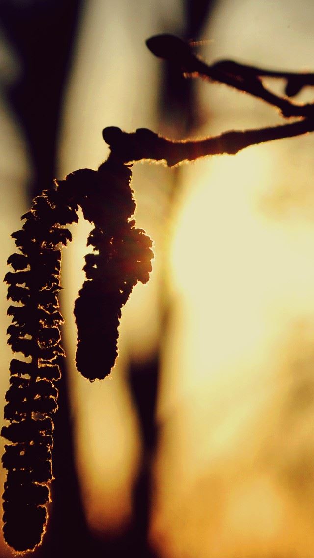 640x1136 Blurred Background Hazelnuts Plants - shadow iPhone Wallpaper