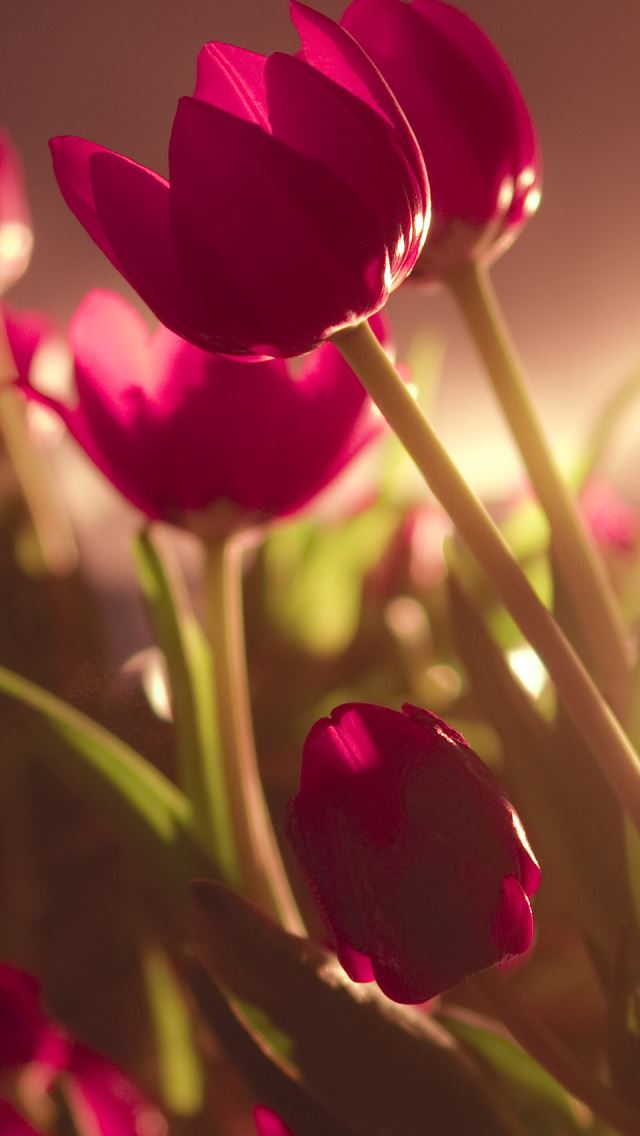 640x1136 Beautiful Tulips - shadow iPhone Wallpaper