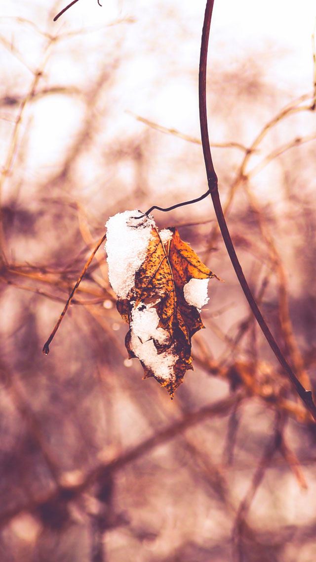 640x1136 Winter - bokeh iPhone Wallpaper
