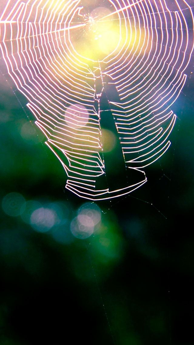 640x1136 Spiderweb  - bokeh iPhone Wallpaper