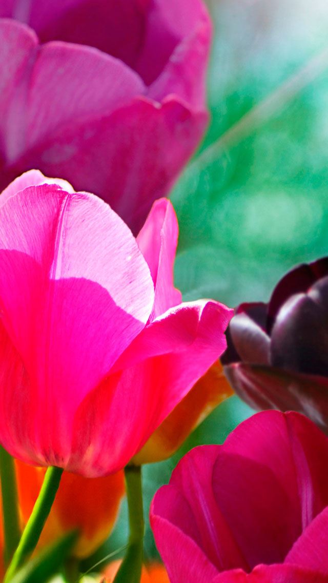 640x1136 Cyclamen - pink iPhone Wallpaper
