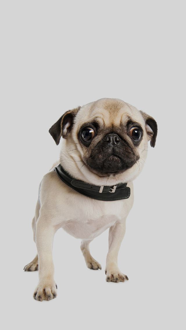 640x1136 Pug Cute Dog - cute iPhone Wallpaper