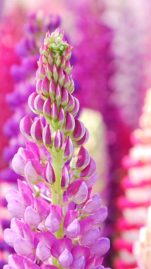 640x1136 Flower of hyacinth Dolichos - bokeh iPhone Wallpaper