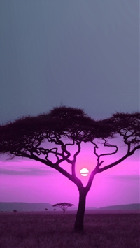 Wild Pink Sun In Africa  wallpaper