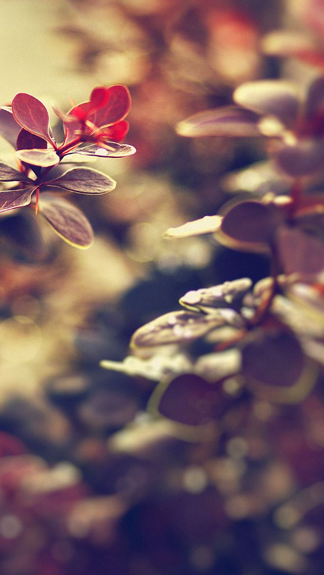 640x1136 Fairy  Leaf -  iPhone Wallpaper