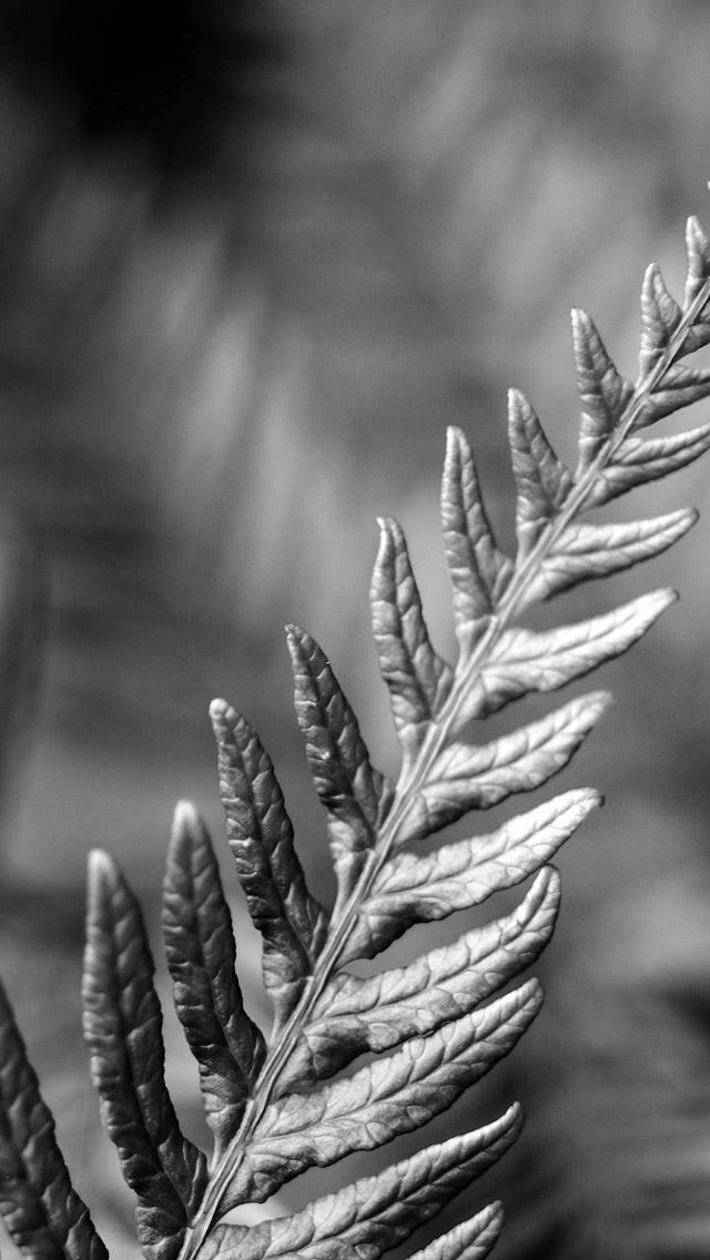 640x1136 Leaf Grayscale Macro - macro iPhone Wallpaper