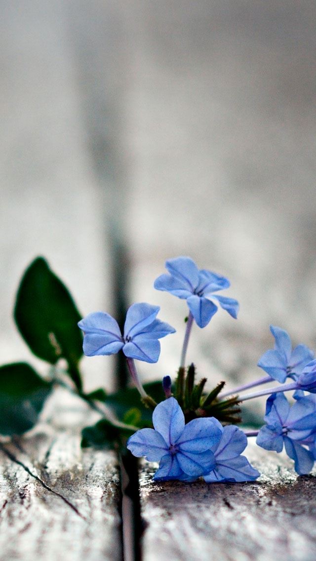 641x1136 Blue Flowers  - bokeh iPhone Wallpaper