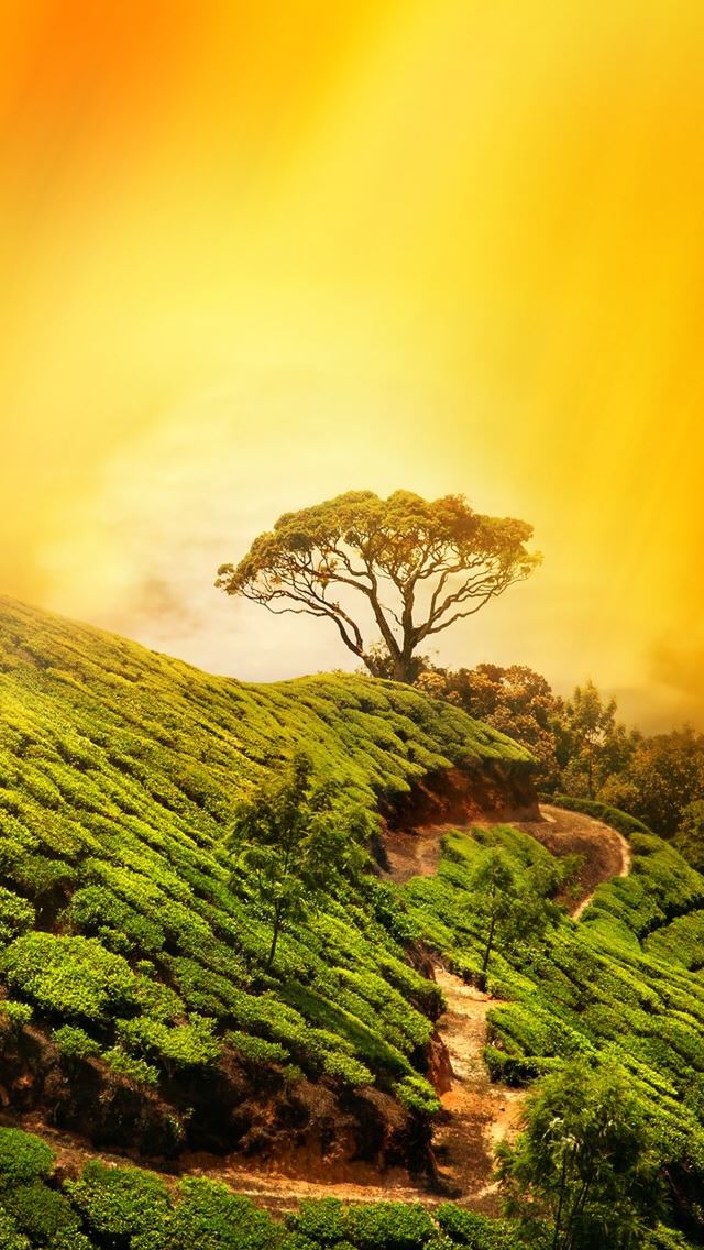 640x1136 Nature Tree On Mountain Top - mountain iPhone Wallpaper