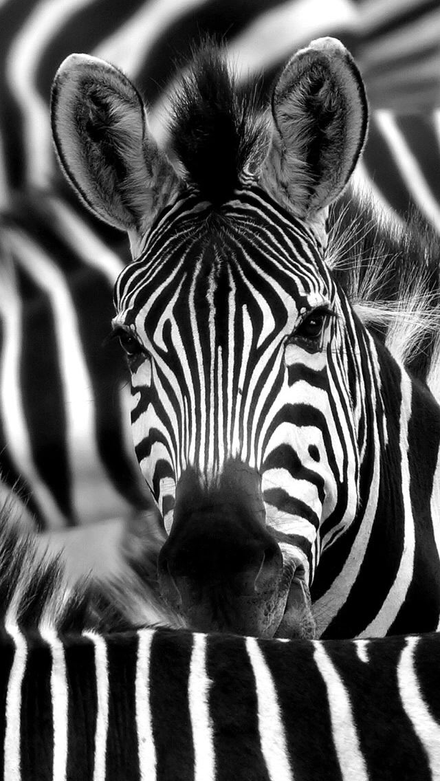 640x1136 Zebra Face Closeup -  iPhone Wallpaper