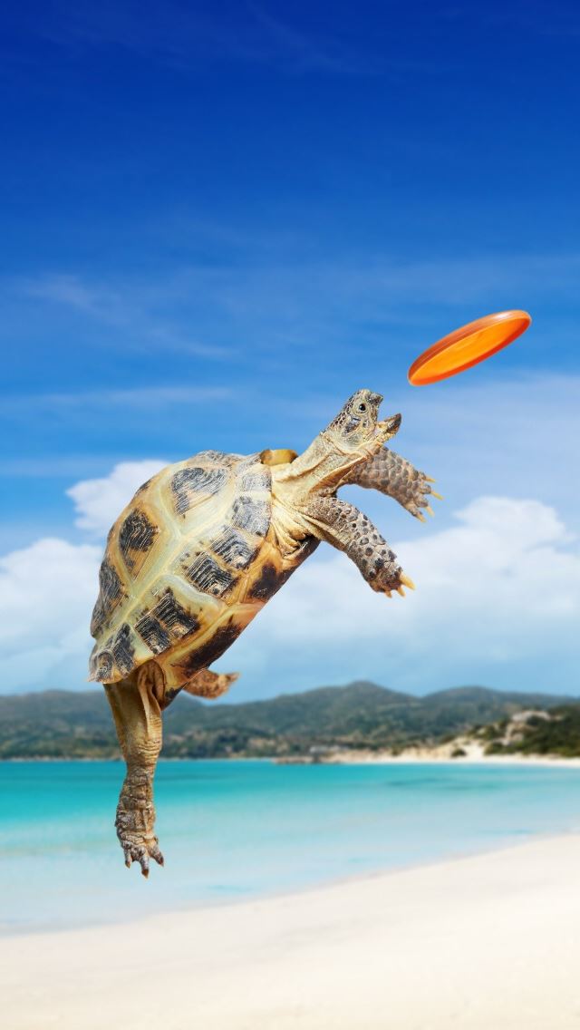 640x1136 Tortoise Frisbee - frisbee iPhone Wallpaper