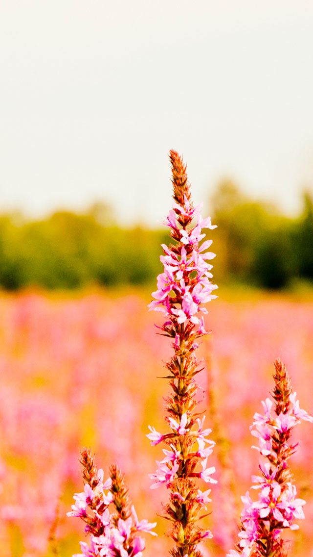 640x1136 Unknown Flower  - bokeh iPhone Wallpaper