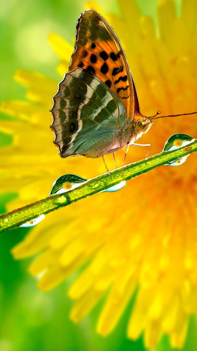 640x1136 Butterfly - bokeh iPhone Wallpaper