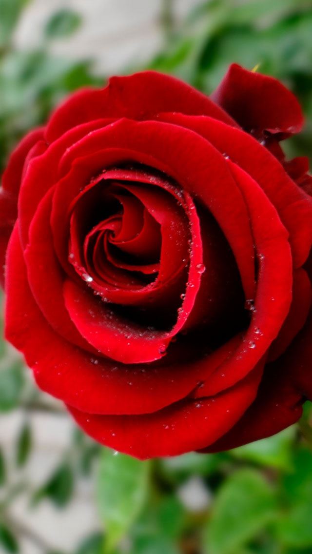 640x1136 Red roses - roses iPhone Wallpaper