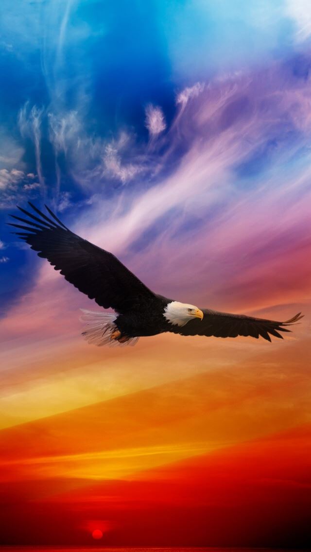 640x1136 Flying Eagle - bird iPhone Wallpaper