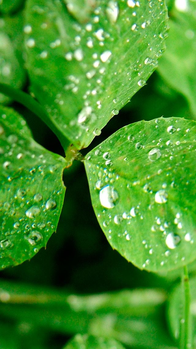 640x1136 Clover - water drop iPhone Wallpaper