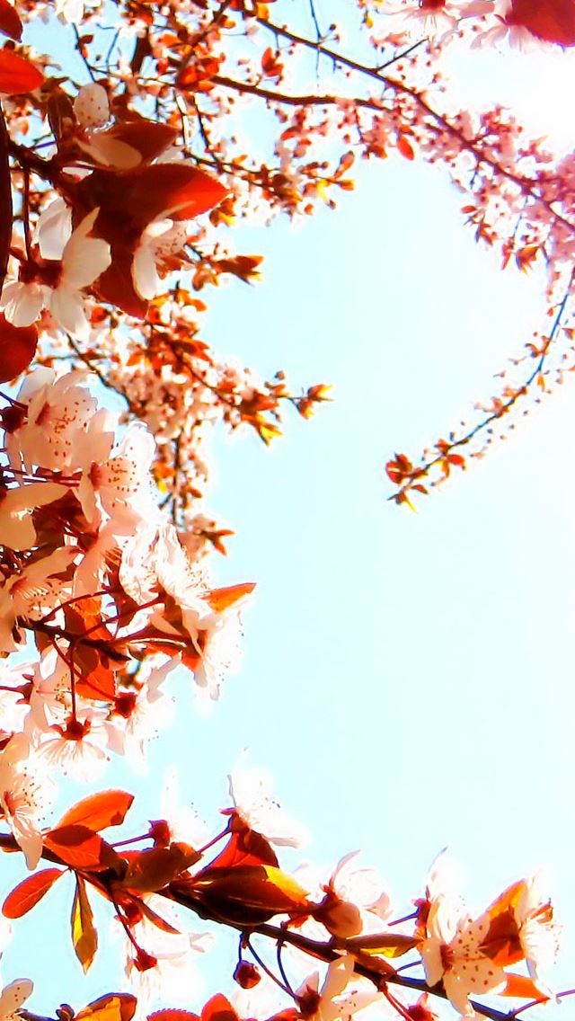 640x1141 Cherry blossoms - blossoms iPhone Wallpaper
