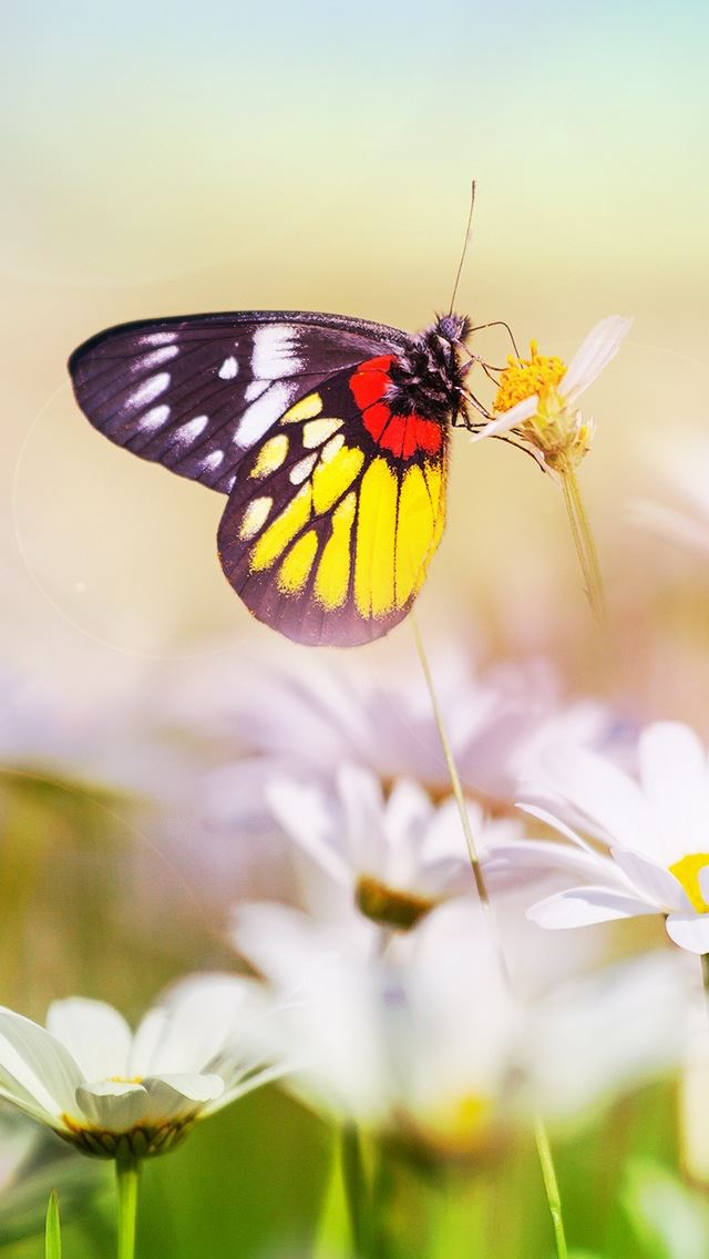 640x1136 Aesthetic Butterfly On Flower -  iPhone Wallpaper