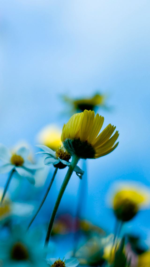 641x1136 Natural sunflower - natural iPhone Wallpaper