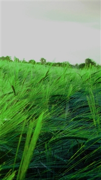 Green Wheet Reed Field wallpaper