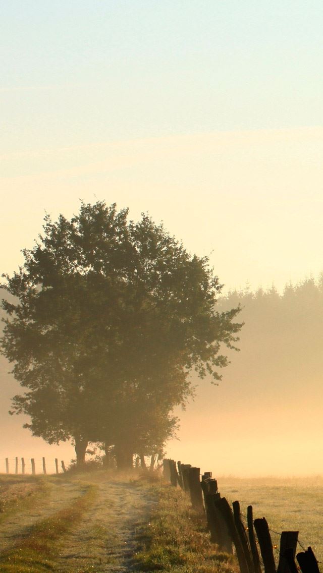 640x1136 Foggy morning -  iPhone Wallpaper