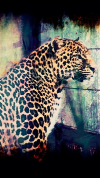 Male leopard wallpaper