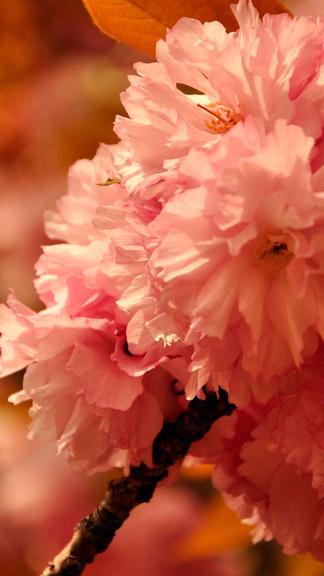 640x1136 Sakura - bokeh iPhone Wallpaper