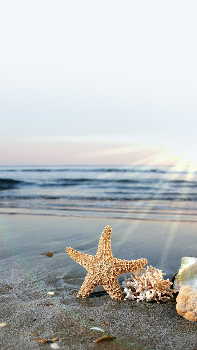 Sea Starfish On Sunlight Beach iPhone wallpaper 