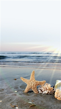 Best Starfish Iphone Hd Wallpapers Ilikewallpaper