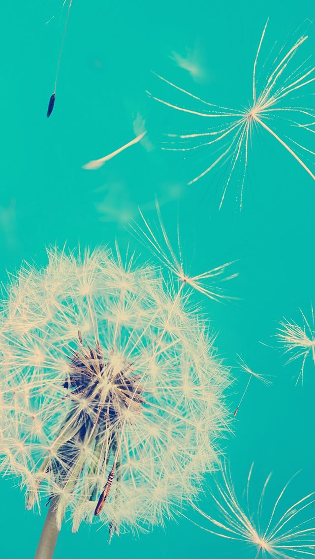 640x1136 Danlion Closeup -  iPhone Wallpaper