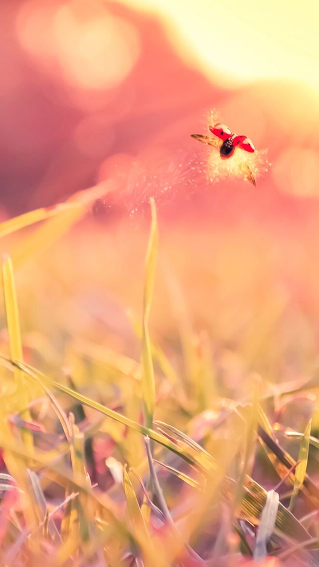640x1136 Flying Bug - sunshine iPhone Wallpaper