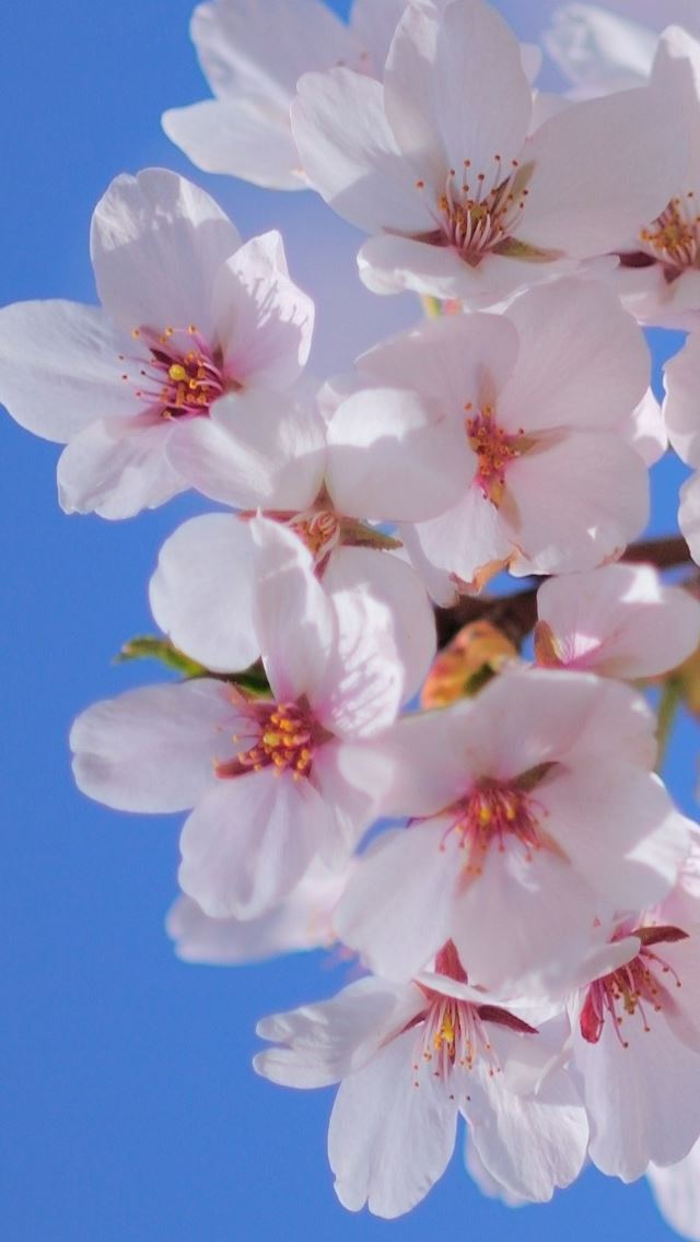 640x1136 Nature Blossom Plant - blossom iPhone Wallpaper