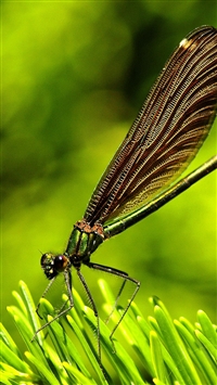 Green Leaf Dragonfly Insect wallpaper