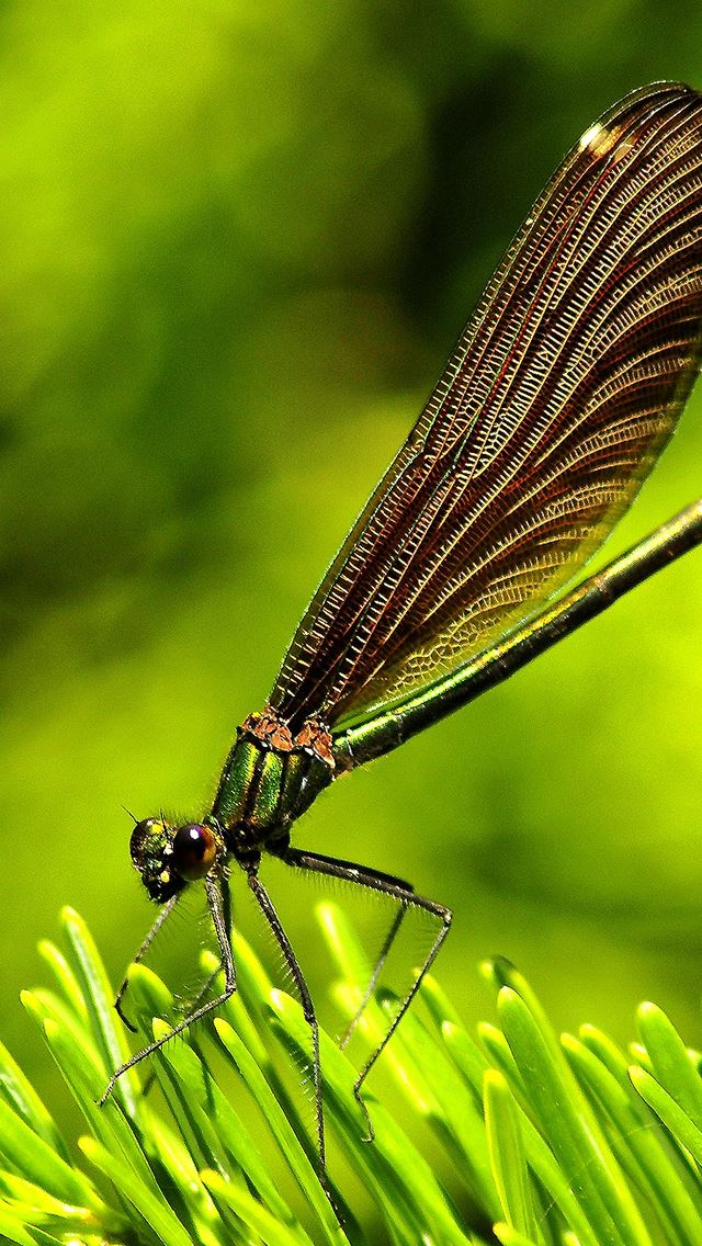 640x1136 Green Leaf Dragonfly Insect - insect iPhone Wallpaper