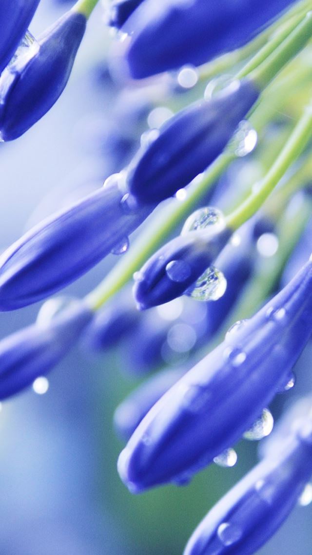 640x1136 Blue Flowers - flowers iPhone Wallpaper