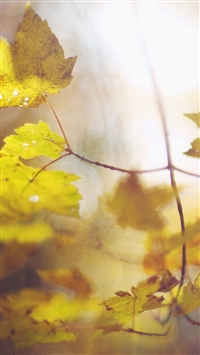 Burry Fall Leaf wallpaper