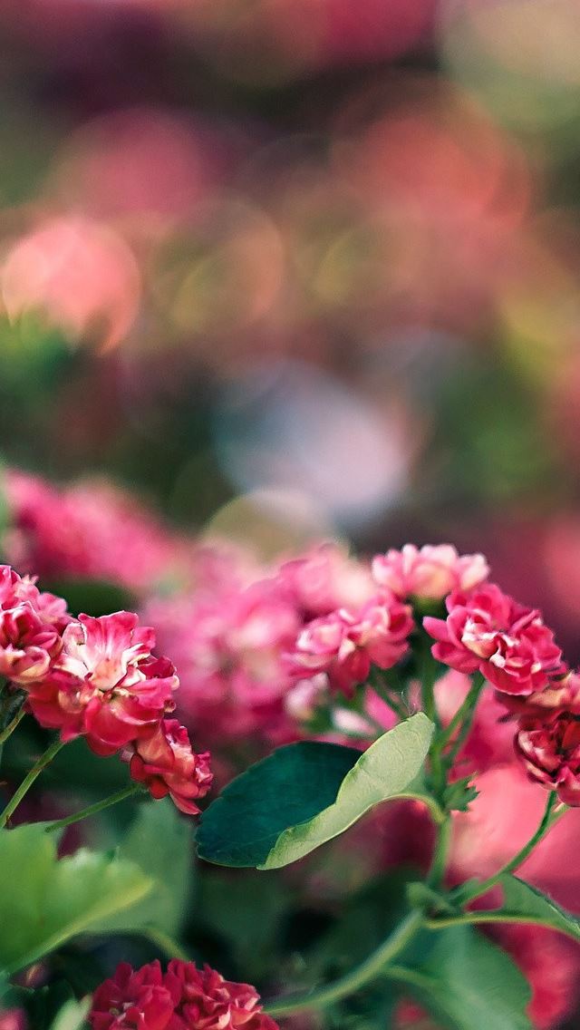 640x1136 Flora GardenBokeh - garden iPhone Wallpaper