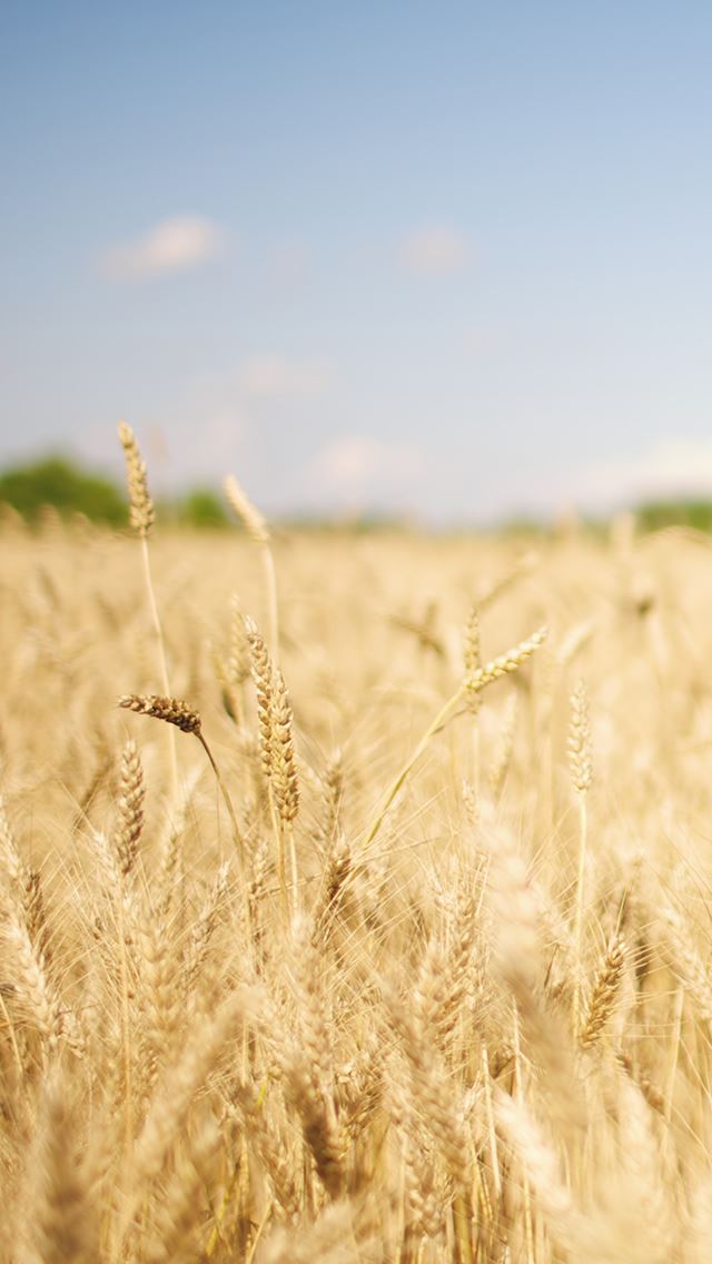 640x1136 Nature Wheat Corp Field - pure iPhone Wallpaper