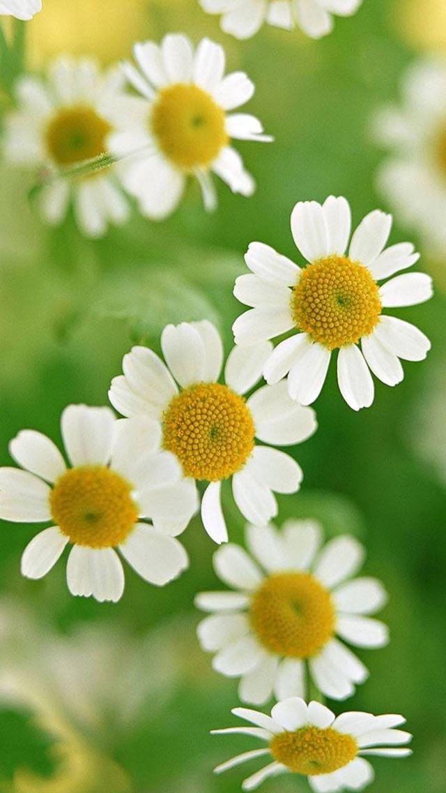 640x1136 Nature Little Daisy Macro - flower iPhone Wallpaper