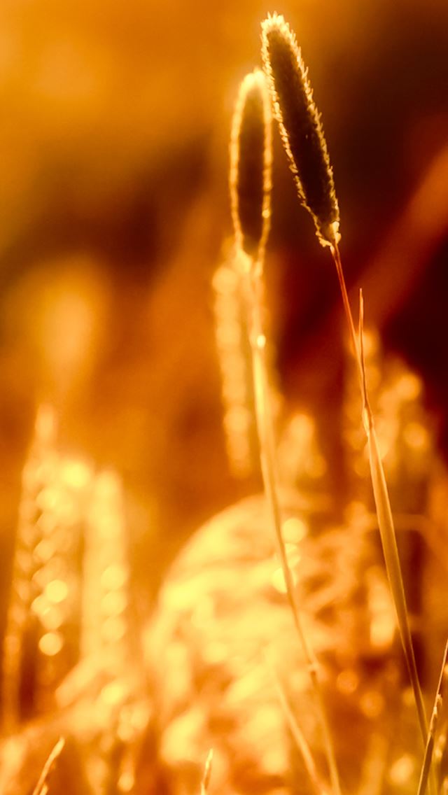 Sunshine Golden Grass Weed iPhone wallpaper 