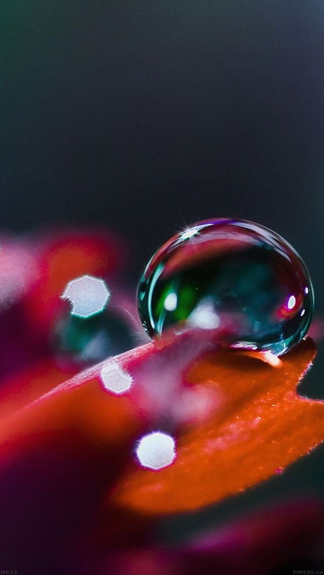 640x1136 Raindrop Nature Petal Bokeh - bokeh iPhone Wallpaper