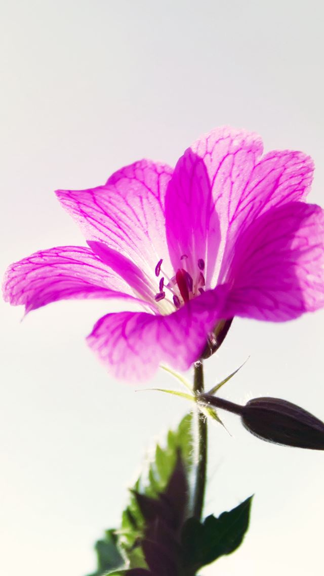640x1136 Fresh Sunshine Purple Flower Macro - flower iPhone Wallpaper