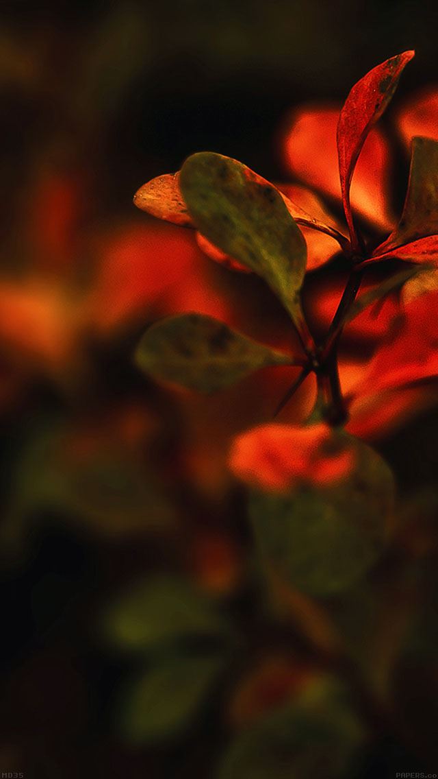 640x1136 Nature Red Leaf Macro - macro iPhone Wallpaper