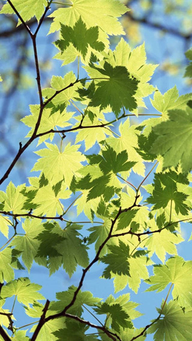 640x1136 Sunshine Maple Leaves - sunlight iPhone Wallpaper