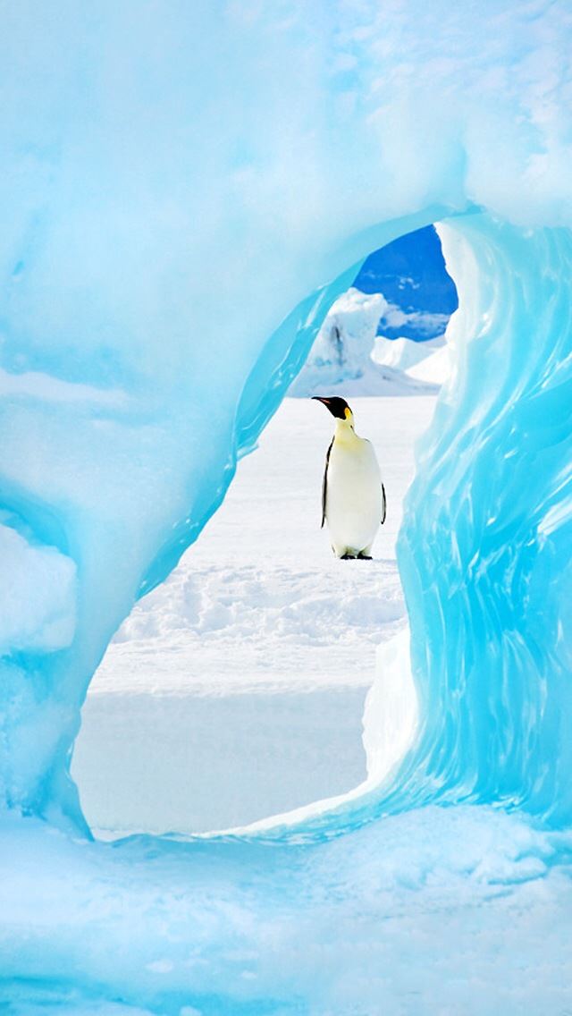 640x1136 Cute Penguin -  iPhone Wallpaper