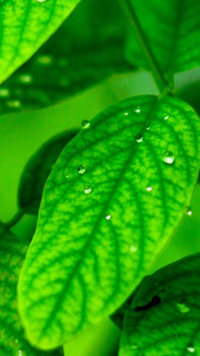 640x1136 Green Dew Leaf Macro - macro iPhone Wallpaper