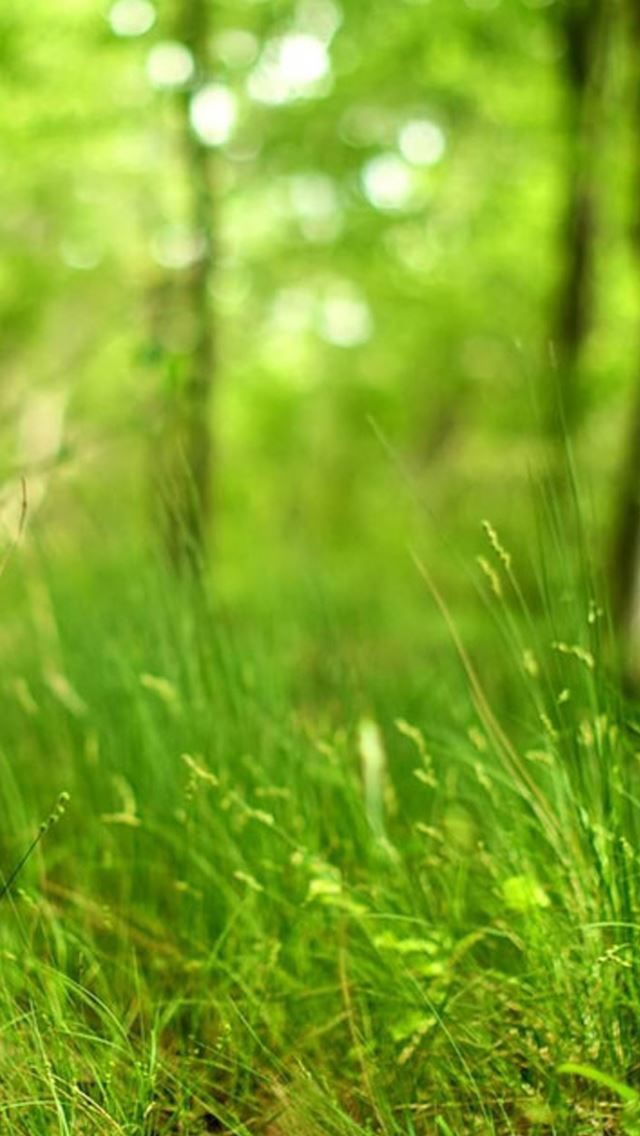 640x1136 Bokeh Forest Grass Macro - bokeh iPhone Wallpaper