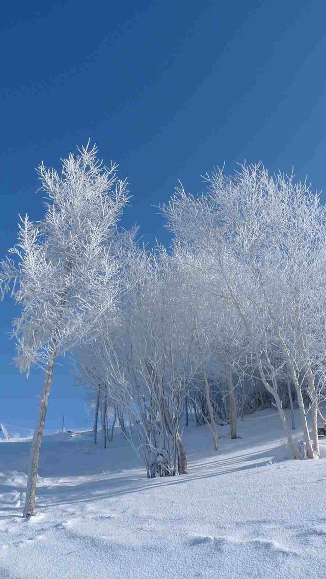 640x1136 Pure Snowy Forest - simple iPhone Wallpaper