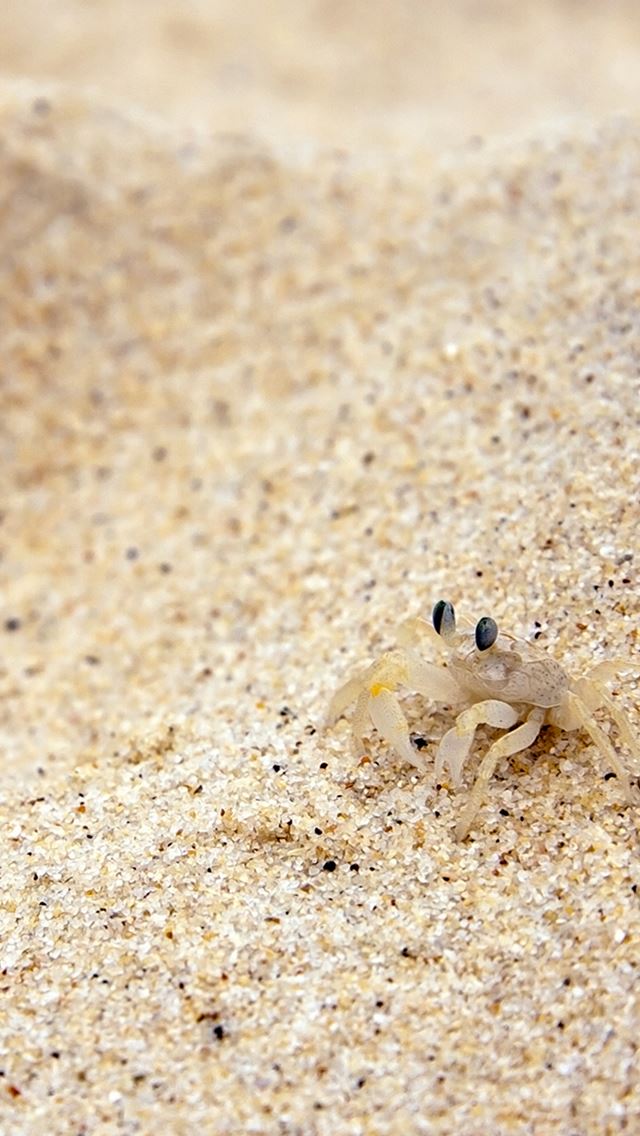 640x1136 Little Crab On Beach - sand iPhone Wallpaper