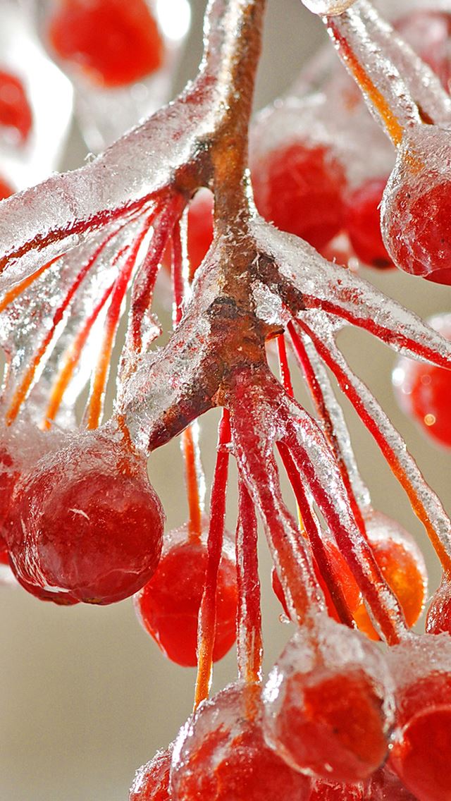 640x1136 Cold Icy Red Fruit Macro - branch iPhone Wallpaper